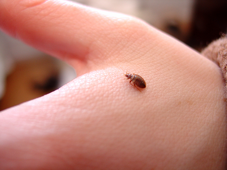 Bed Bugs in Hotels Along the I-70 Corridor: What Colorado Travelers Should Know (Advice from Hot Bugz)